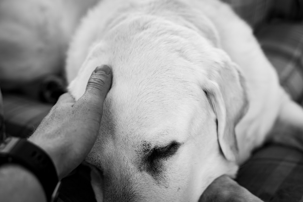 Entender como lidar com a saudade ajuda a superar o luto animal