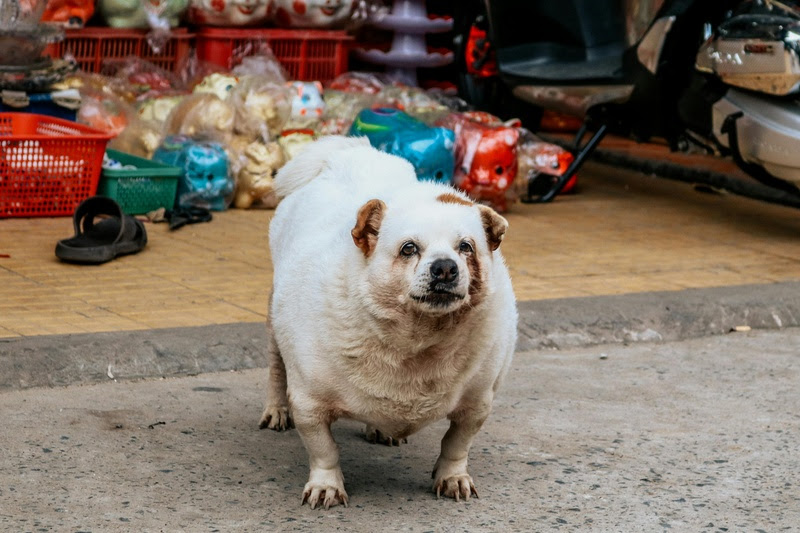 Veterinária dá dicas de como combater a obesidade em pets