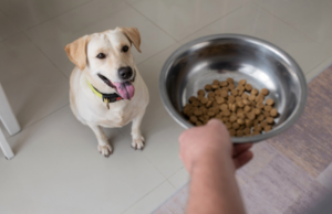 alimento cães