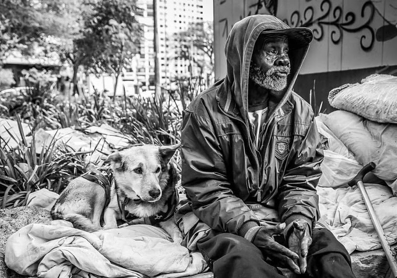 ong ajuda animais de rua