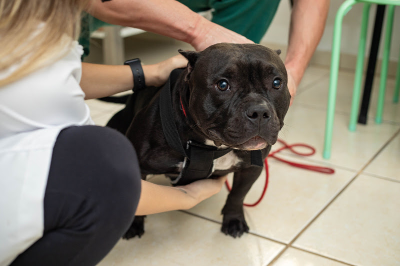 Identificar sinais de dor nos pets e essencial para agir com segurança