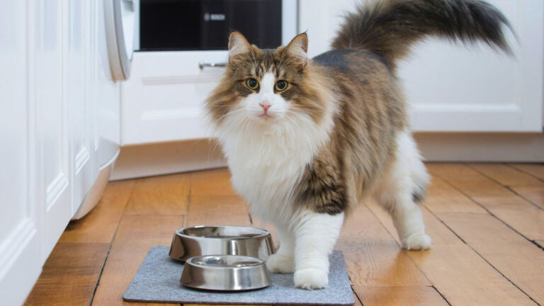 Alimentação combinada é chave para a hidratação e a nutrição dos pets no verão