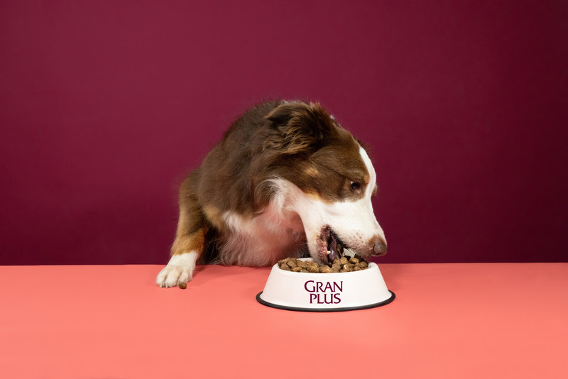 Receitas ajudam na hidratação dos pets durante bolha de calor no verão 