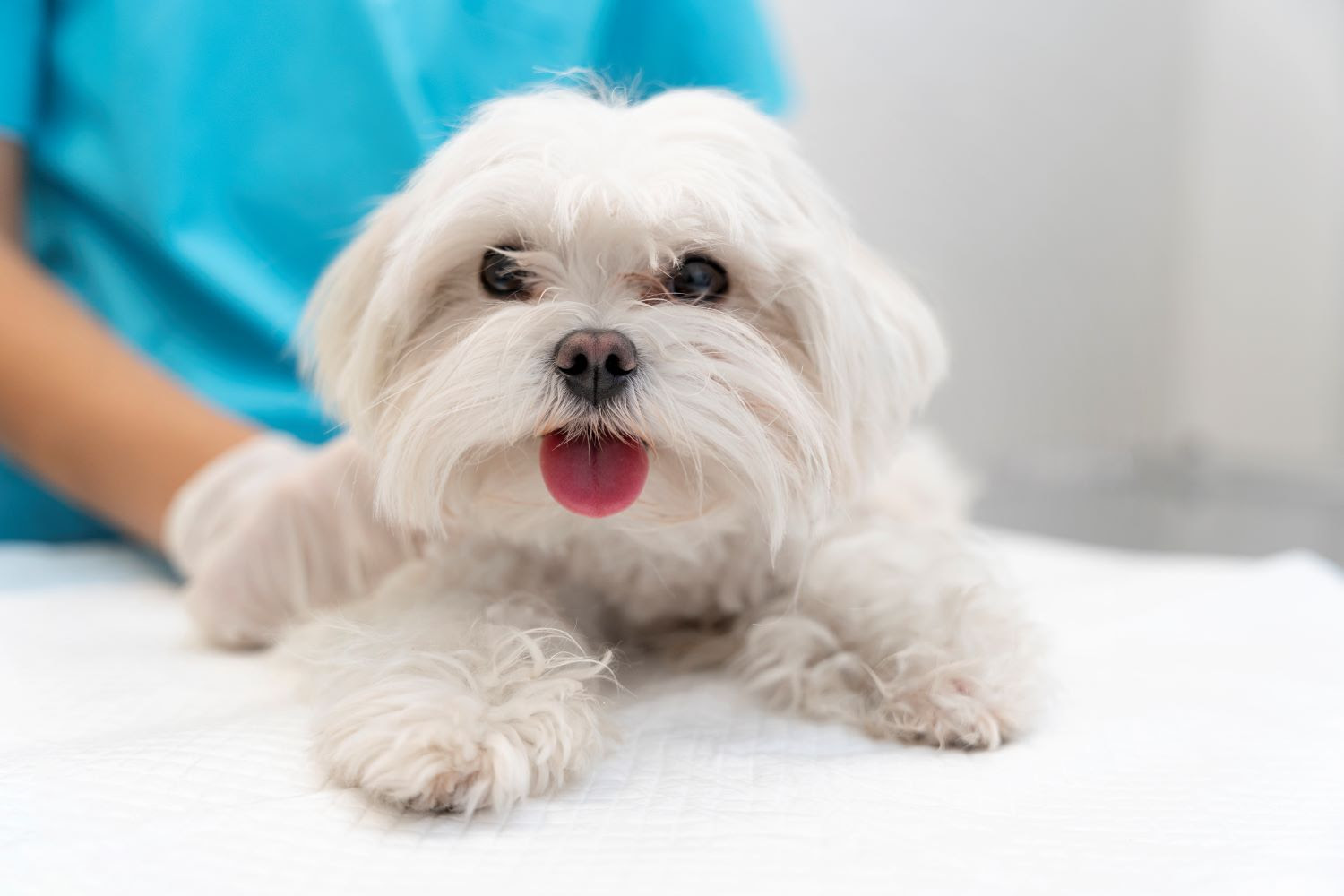 Veterinária orienta sobre tosa de pets no verão
