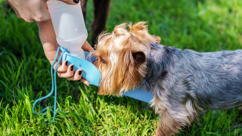 Especialista dá dicas para cuidar da saúde dos pets em dias quentes