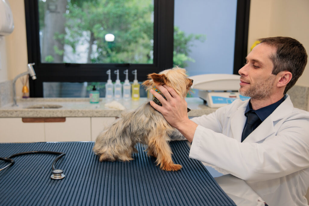 Tutores precisam dar atenção para doenças oculares em pets