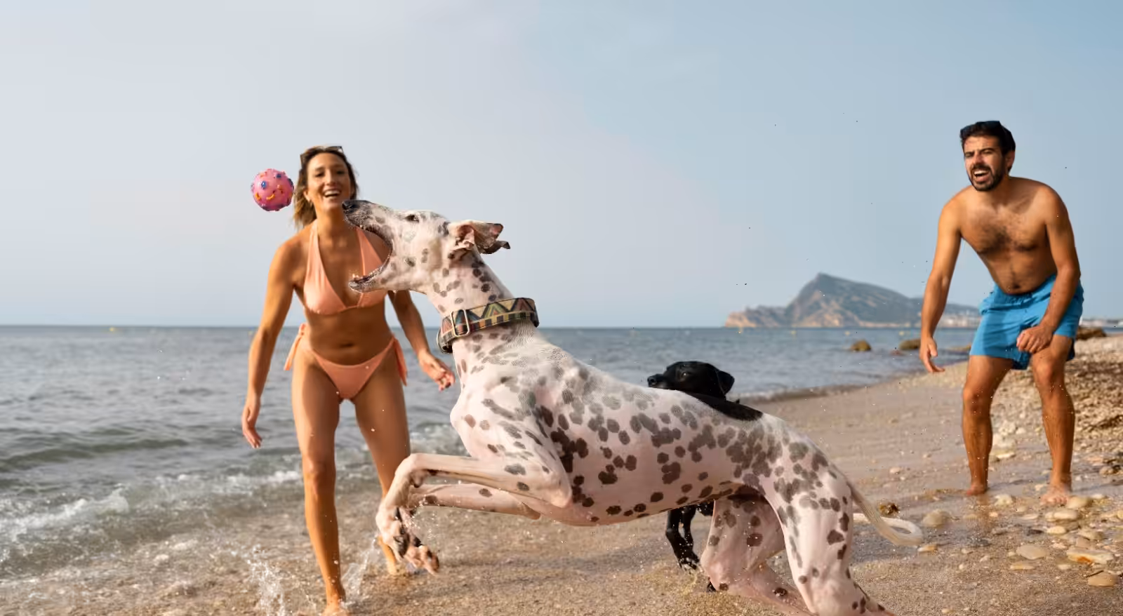 Veterinário alerta para cuidados com os pets na praia ou piscina