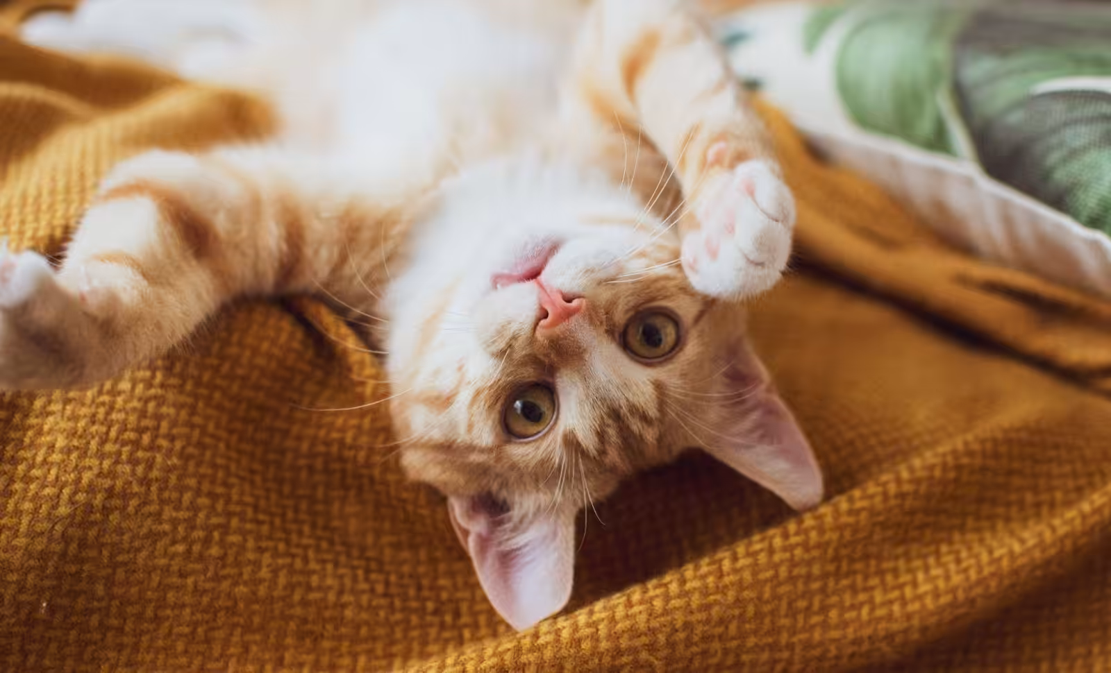 Veterinário destaca cuidados essenciais ao adotar um gato