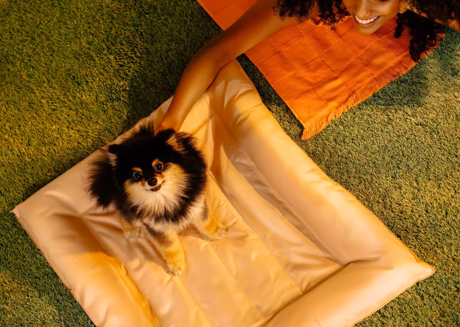 Acessórios podem ajudar os pets durante os dias de calor intenso