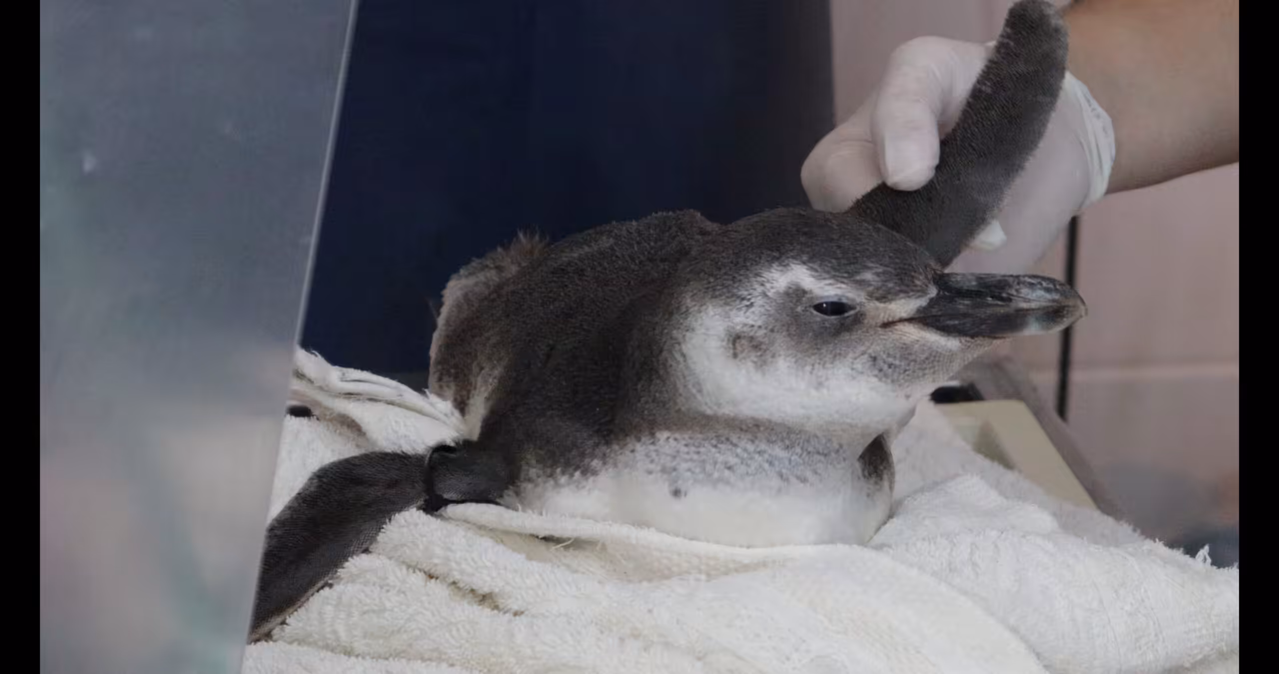 Reabilitação de pinguins exige dedicação de veterinários