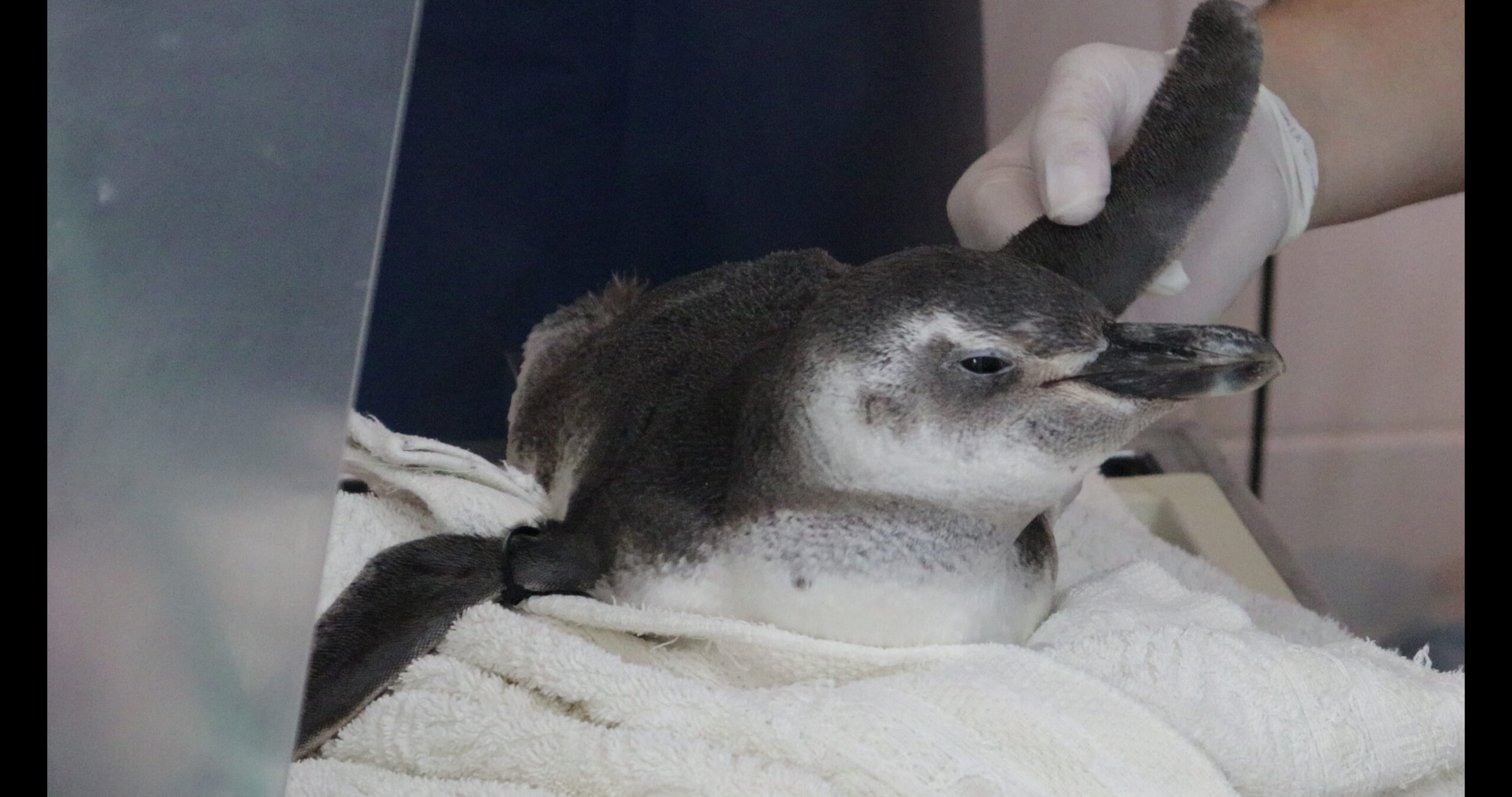 reabilitação pinguins