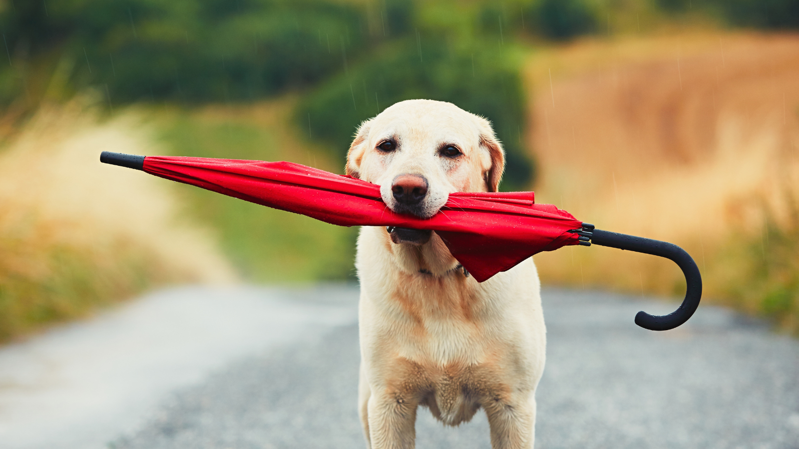 Como as tempestades podem piorar doenças articulares em animais?