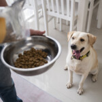 Alimentação por fase: por que cães precisam de dietas diferentes ao longo da vida