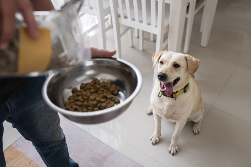 Alimentação por fase: por que cães precisam de dietas diferentes ao longo da vida