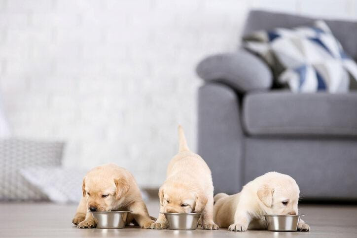 Alimentação inadequada ainda atinge 70% dos filhotes de cães e gatos no Brasil