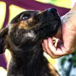 Adoção de pets no Brasil: maioria vem de resgates diretos e rede de contatos