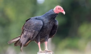urubu
