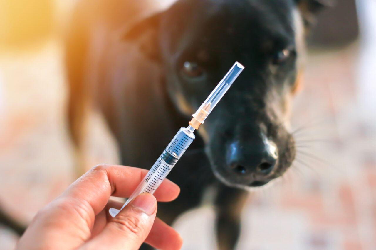 Julho Dourado: nova lei reforça cuidados com a saúde animal e a prevenção de zoonoses