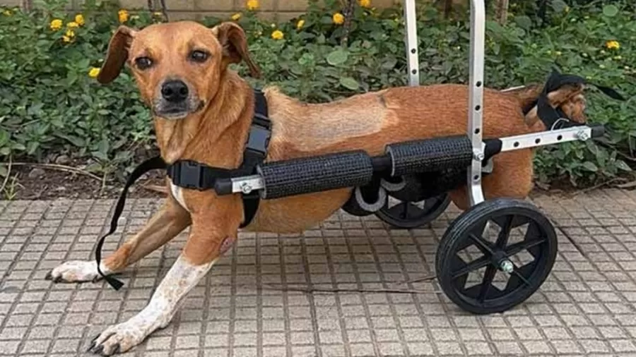 ‘Valente’: cadela paraplégica é resgatada pela polícia após enchente em Ubá