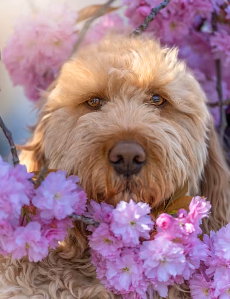 Vertical closeup shot of Otterhound among the beautiful purple flowers
