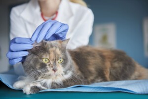 Queda de pelos em cães e gatos: quando o sinal deixa de ser normal e exige atenção veterinária