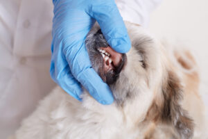 tratamento periodontal