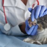 Molnupiravir surge como nova aposta no manejo da Gengivoestomatite Felina Crônica