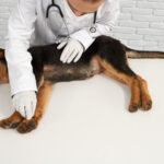 Cirurgia bem-sucedida vai além do último ponto: o papel da analgesia na recuperação dos pets