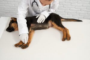 Cirurgia bem-sucedida vai além do último ponto: o papel da analgesia na recuperação dos pets