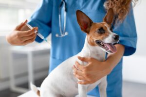 Vet preparing vaccine for small dog