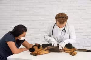 Técnicas minimamente invasivas para remoção de urólitos avançam na prática clínica veterinária na VMX 2026