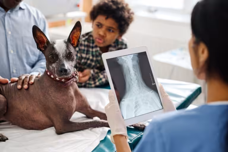 O papel da inteligência artificial na prática veterinária moderna