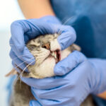 Entre alergias e inflamação, o desafio do granuloma eosinofílico felino