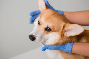 pelagem canina
