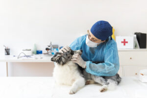investigação médico-veterinário