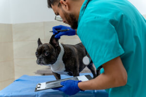 Médico-veterinário 