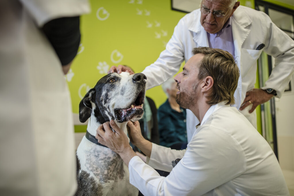 Veterinarian examining Great Dane