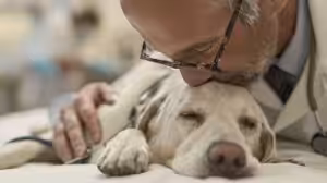 Questões éticas emergentes na eutanásia de animais de companhia são debatidas na VMX 2026