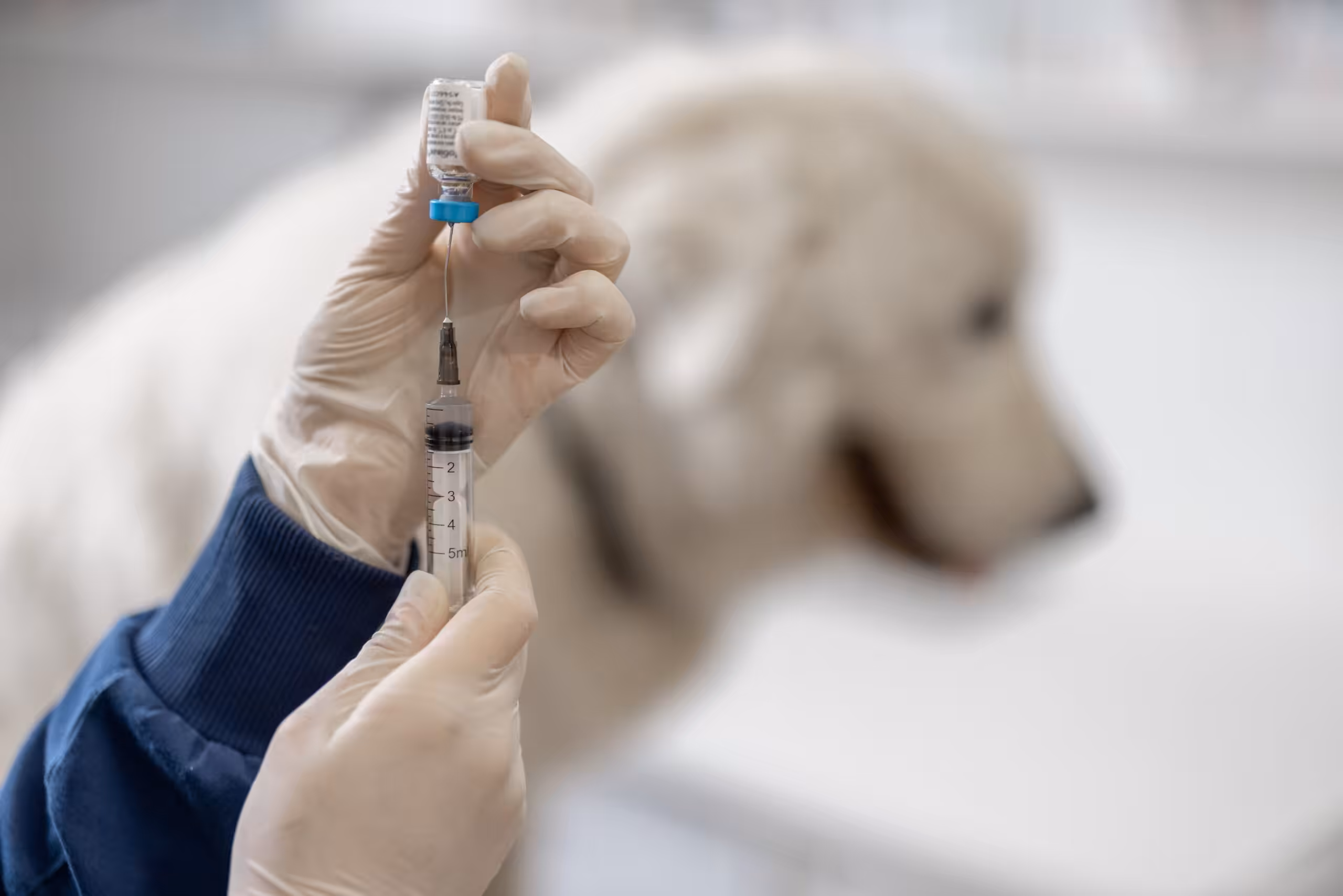 CRMV-RJ é contra obrigação da V10 em cães sem prescrição