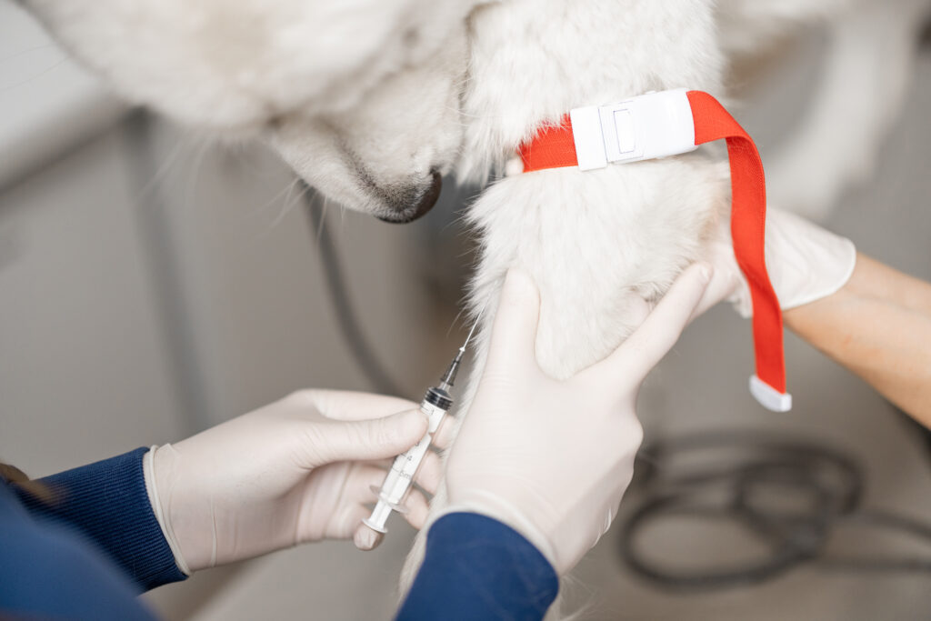 Veterinarian takes blood from a dog's paw with a syringe for analysis