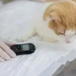 Insulinoma em cães e gatos