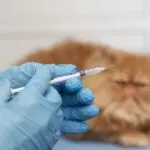 Boehringer Ingelheim amplia linha Purevax® e reforça portfólio vacinal felino no Brasil