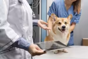 Terapias baseadas em evidências para doenças cardíacas em cães são destaque na VMX 2026