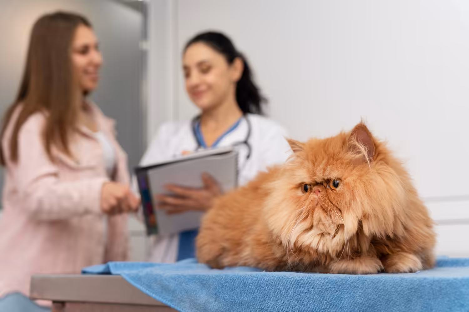 Veterinário comenta benefícios de uma internação acompanhada