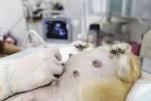 Castração aumenta a expectativa de vida de cães e gatos, aponta estudo sul-coreano