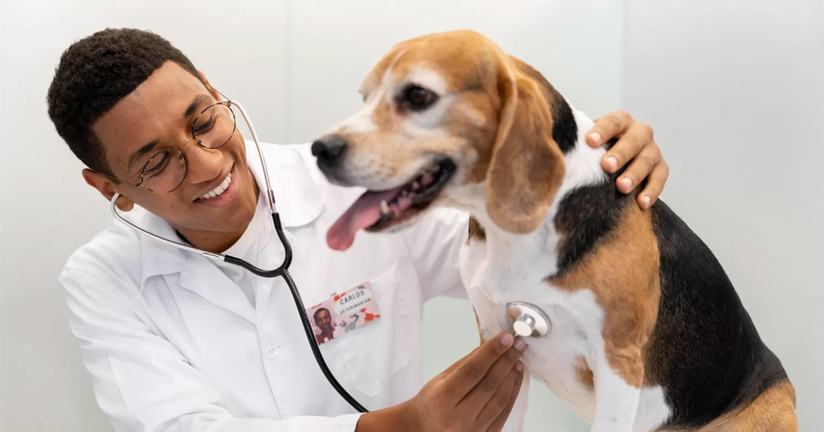 Veterinário deve ter boa formação para atender seus pacientes