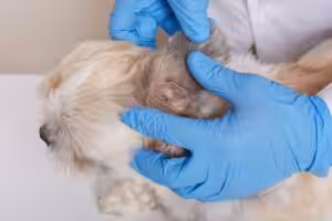 Otite e surdez em cães e gatos: qual é a relação?