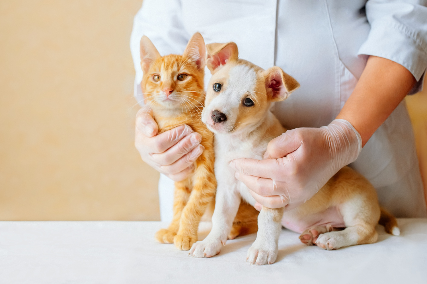 medicina veterinária