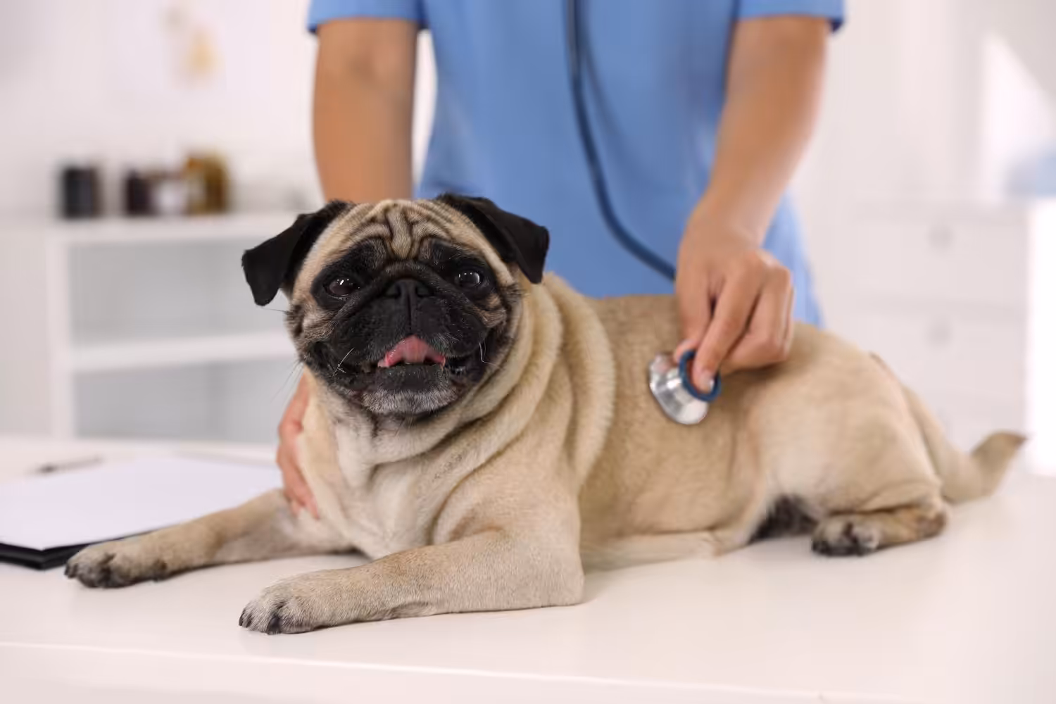 Pneumonia é uma doença comum na clínica de animais de companhia