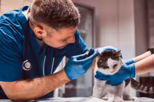Como contratar veterinários com segurança técnica e evitar rotatividade 
